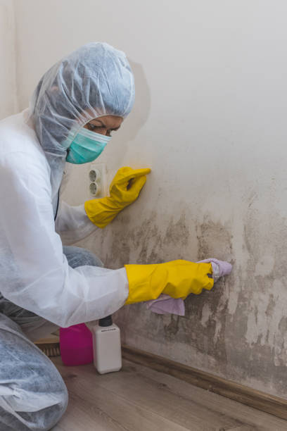 Best Mold Remediation for Rental Properties  in Midland City, AL