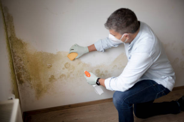 Best Asbestos and Lead Testing During Mold Inspection  in Midland City, AL