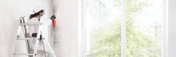 Best Post-Construction Mold Inspection  in Midland City, AL