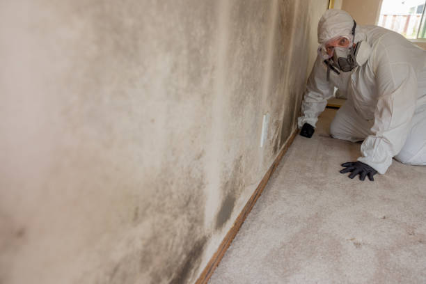 Best Basement Mold Removal  in Midland City, AL